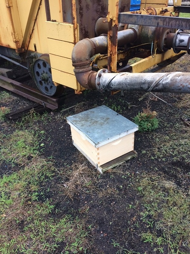 Bees at HVRM June 2019 -4.JPG