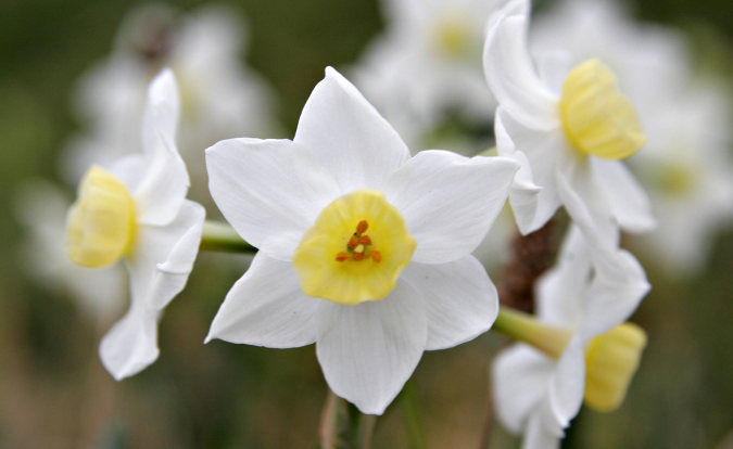 bloominjonquil.jpg